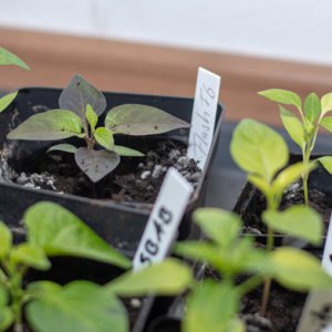 190121_Chilis_3.jpg