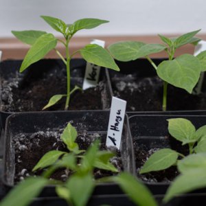 190121_Chilis_4.jpg