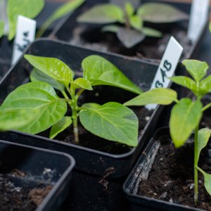 190121_Chilis_6.jpg