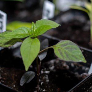 190121_Chilis_7.jpg