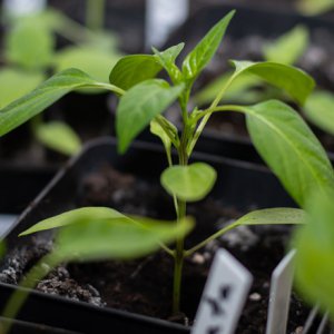 190121_Chilis_9.jpg