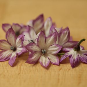 20190123-serrano-purple-HM6C5462.jpg