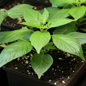 20190126-habanada-HM6C5480.jpg