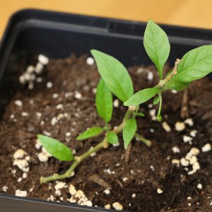 20190126-aji-mochero-HM6C5478.jpg