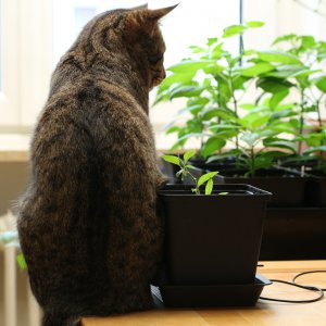 20190126-aji-mochero-HM6C5476.jpg