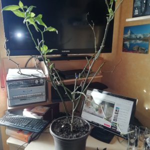 IMG_20190127_132938.jpg