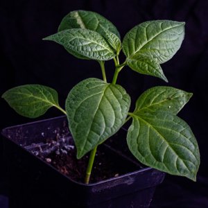 190129_Montufar.jpg