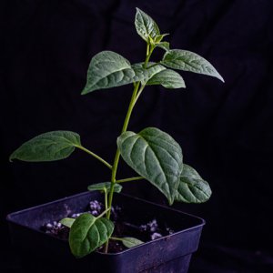 190129_Ulupica_x_Locoto.jpg