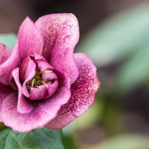 2019_01_27_lenzrose.jpg