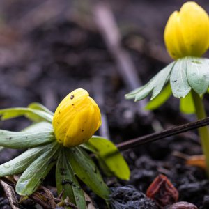 2019_01_27_winterlinge2.jpg