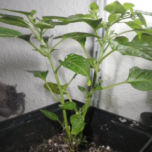 Charapita_verzweigt