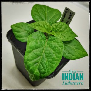West Indian Habanero