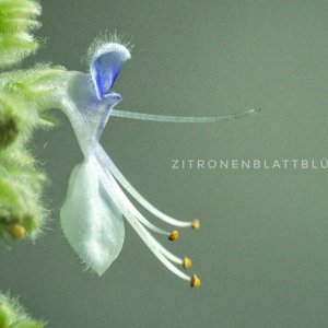 Zitronenblattblüte