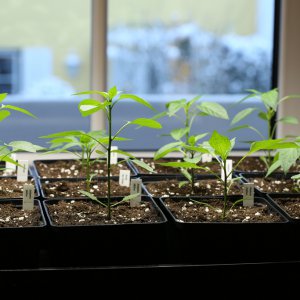 20190203-dezemberkinder-annuum-HM6C5533.jpg