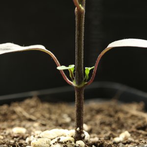 20190203-serrano-purple-HM6C5529.jpg