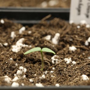 20190203-bhut-orange-copenhagen-HM6C5524.jpg