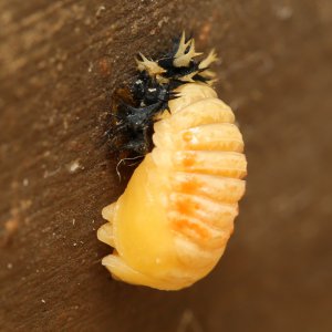 20190130-marienkaeferpuppe-HM6C5503-crop.jpg