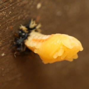 20190130-marienkaeferpuppe-HM6C5501-crop.jpg