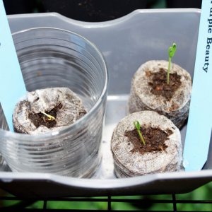 Black Scorpion Tongue und 2 Purple Beauty
