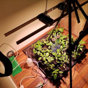 190502_Chilis.jpg