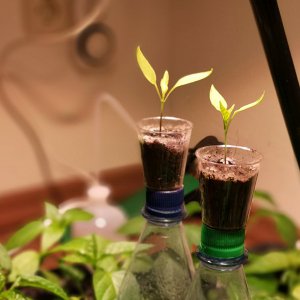 190502_Chilis1.jpg