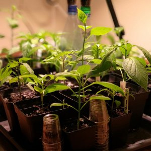 190502_Chilis2.jpg