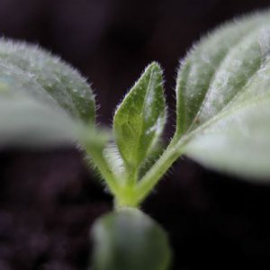 Rocoto Giant