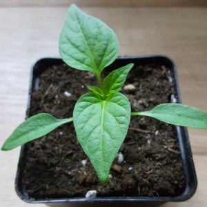 Jalapeño M 10.02.19