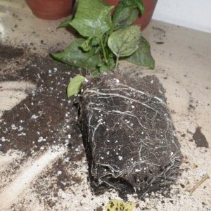 Wurzelballen