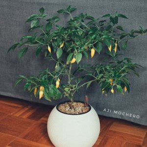 Aji Mochero, Lechuza