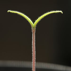 20190223-tomate-p20-blue-HM6C5864.jpg