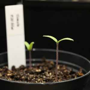 20190223-tomate-p20-blue-HM6C5827.jpg