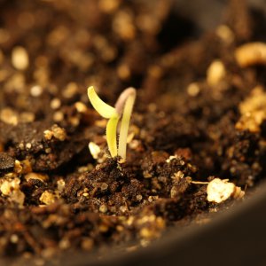 20190221-tomate-p20-blue-HM6C5814.jpg