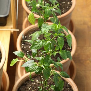 20190223-pimiento-de-padron-HM6C5867.jpg