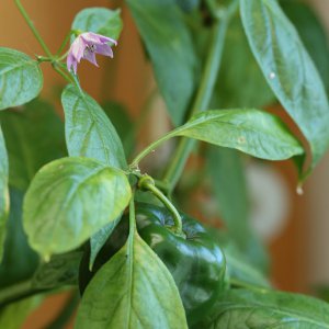 20190223-rocoto-cuencano-HM6C5818.jpg