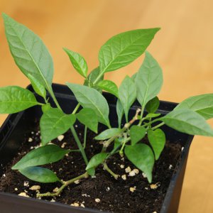20190223-aji-mochero-HM6C5817.jpg