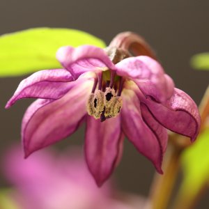 20190223-serrano-purple-HM6C5841.jpg