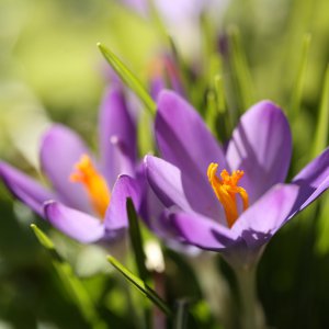 20190217-krokus-HM6C5720.jpg