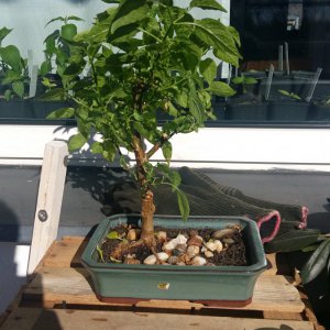 Stand 24.2.: Lemon Drop Bonchi von hinten