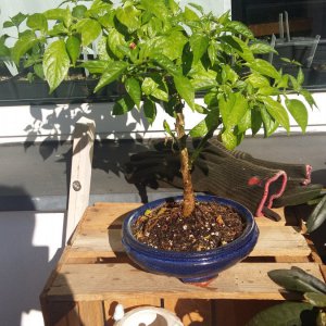Stand 24.2.: Golden Limon F5 Bonchi von vorne