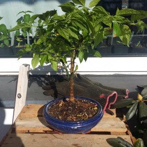 Stand 24.2.: Golden Limon F5 Bonchi von hinten