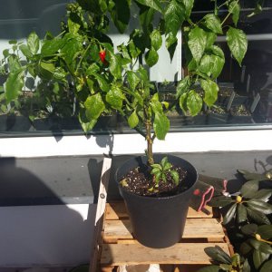 Stand 24.2.: Aji Rojuco 1
