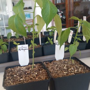 Stand 24.2.: Aji Guyanas die Großen