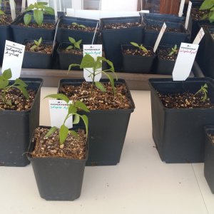 Stand 24.2.: Jalapeño Agrisets