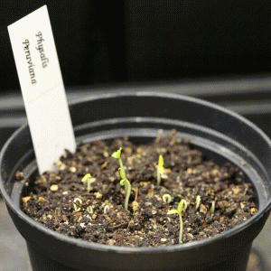 20190225-physalis.gif