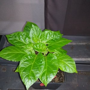 Bhut Jolokia White von oben