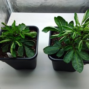 Pepinos 4.3 Blätterrollen