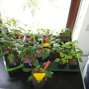 IMG_20190309_081340.jpg