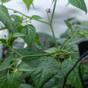 190312_Rocotoblüten_5.jpg
