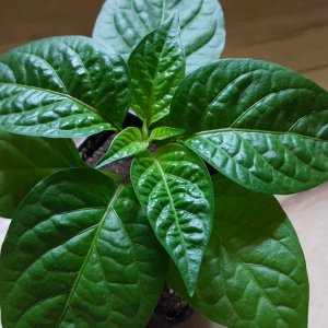 Golden Limon Long F4 Nr.5